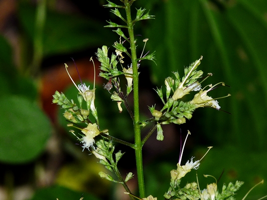 {Collinsonia canadensis}